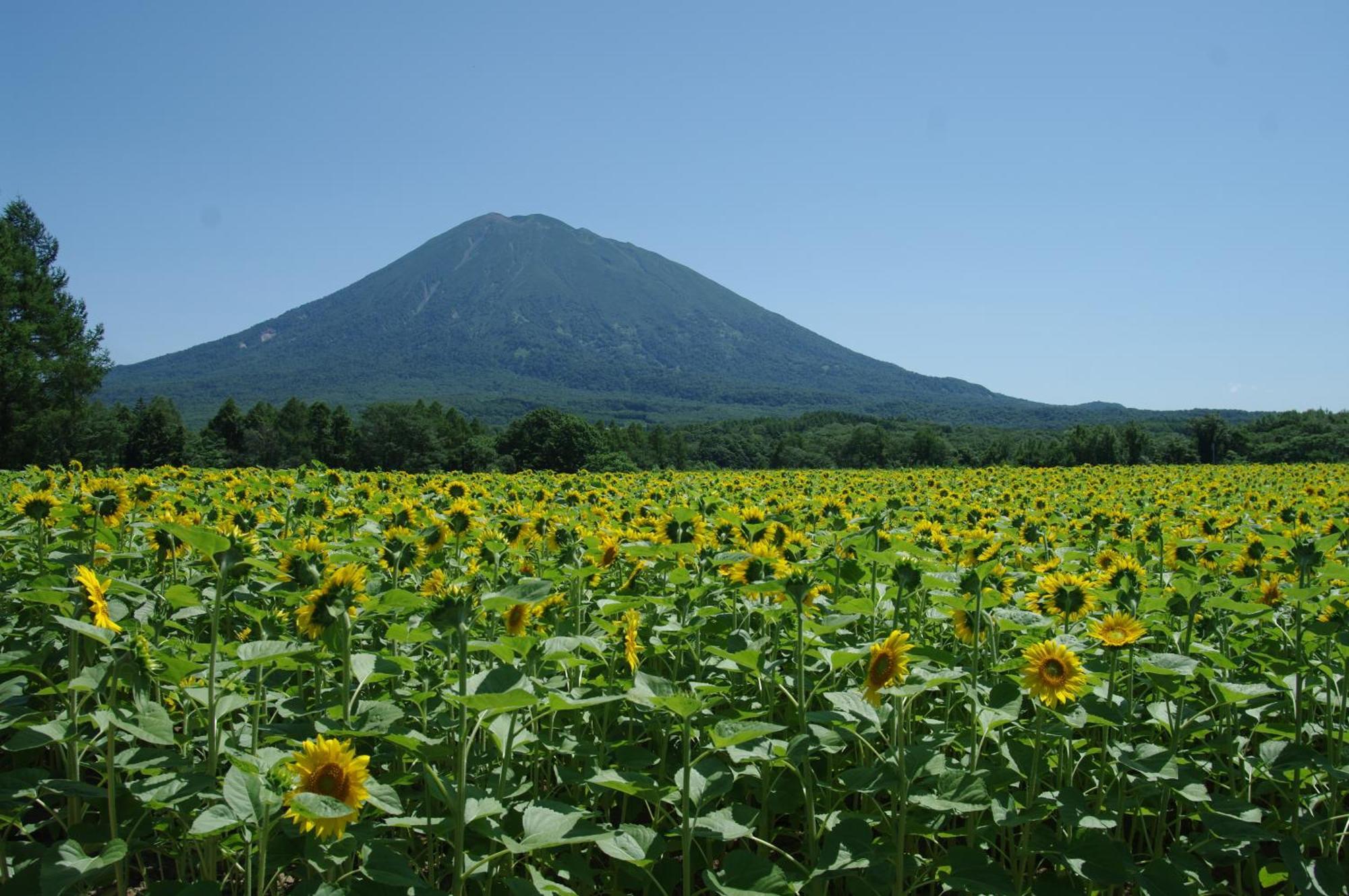 Niseko Izumikyo Villa Kutchan Exteriör bild